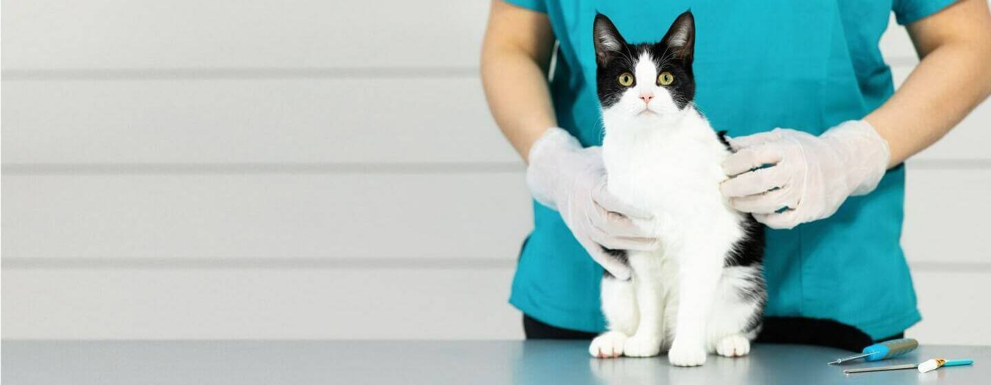 Cat sneezing outlet treatment